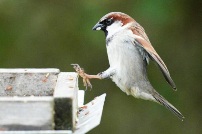 Sparrow Disappearing From Indian Cities